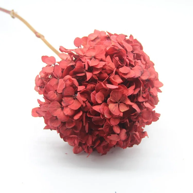 Factory wholesale big leave preserved hydrangea flower for wedding home decoration