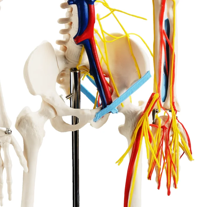 CBM-001E 85cm Human Skeleton with Nerves and Blood Vessels,artificial anatomical medical skeleton