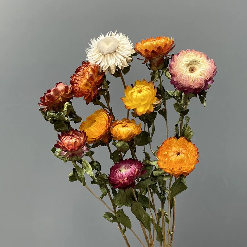 JDFG-64 20pcs Preserved Chrysanthemum Flower Arrangement Dry Plant Daisy Dried Flowers Bouquet Dried Chrysanthemum For Home
