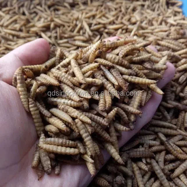 Factory Direct Sales Products Fish Bird Snack Food Larvae Dried Black Soldier Fly