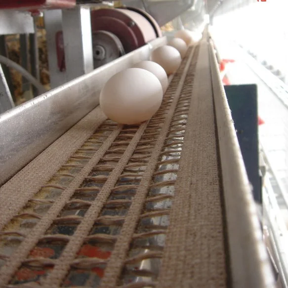 perforated egg conveyor belt