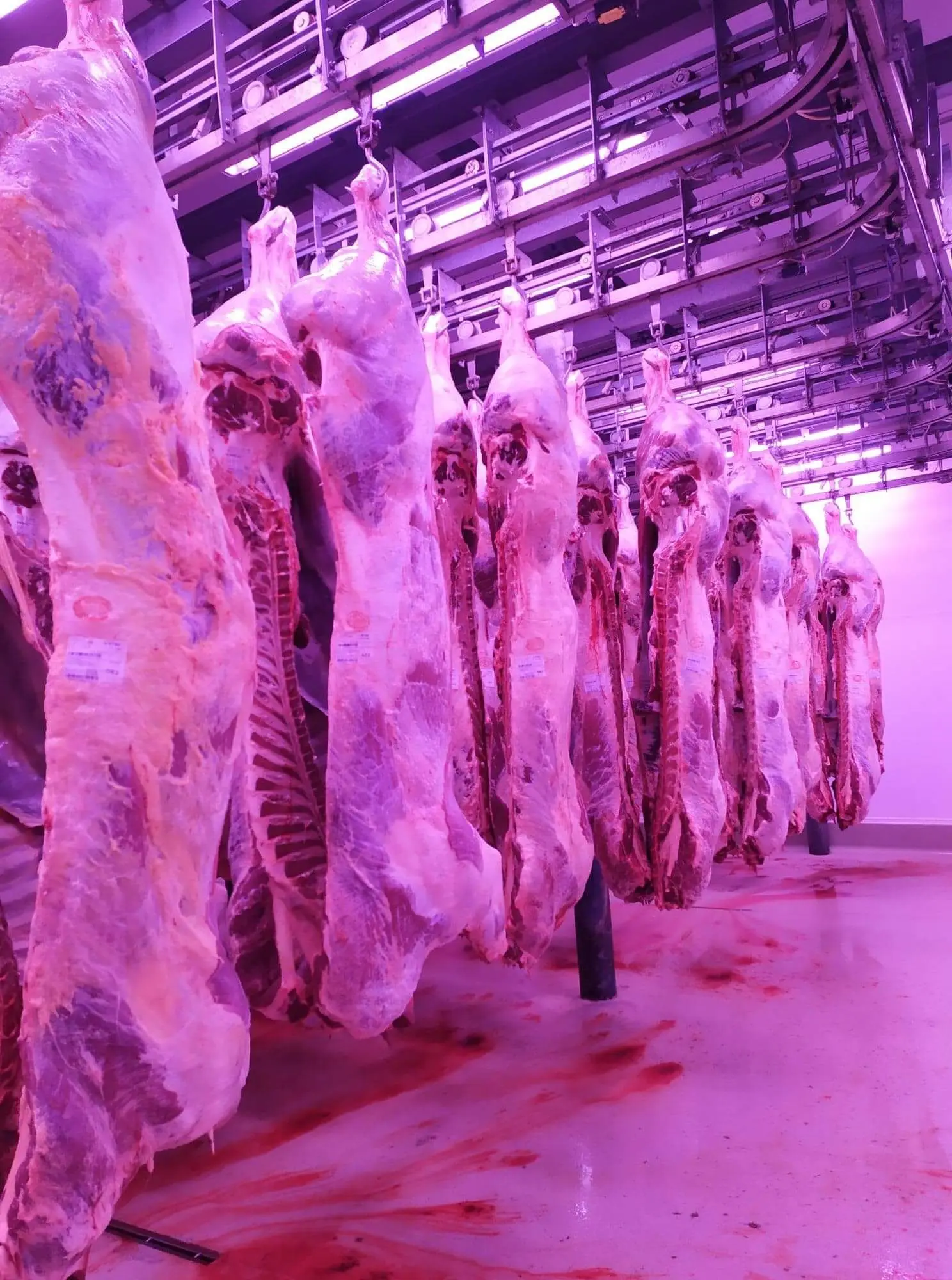 High Quality Organic Natural Beef Meat Cow Carcass( Frame) In Vacuum Pack Beef Meat