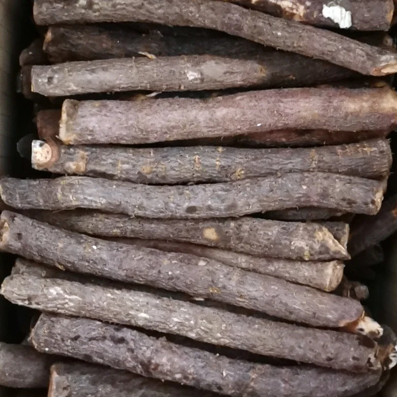 
 Гибридный быстрорастущий гибрид paulownia fortunei x tomentosa, устойчивый к сушке, большой корень для посадки  