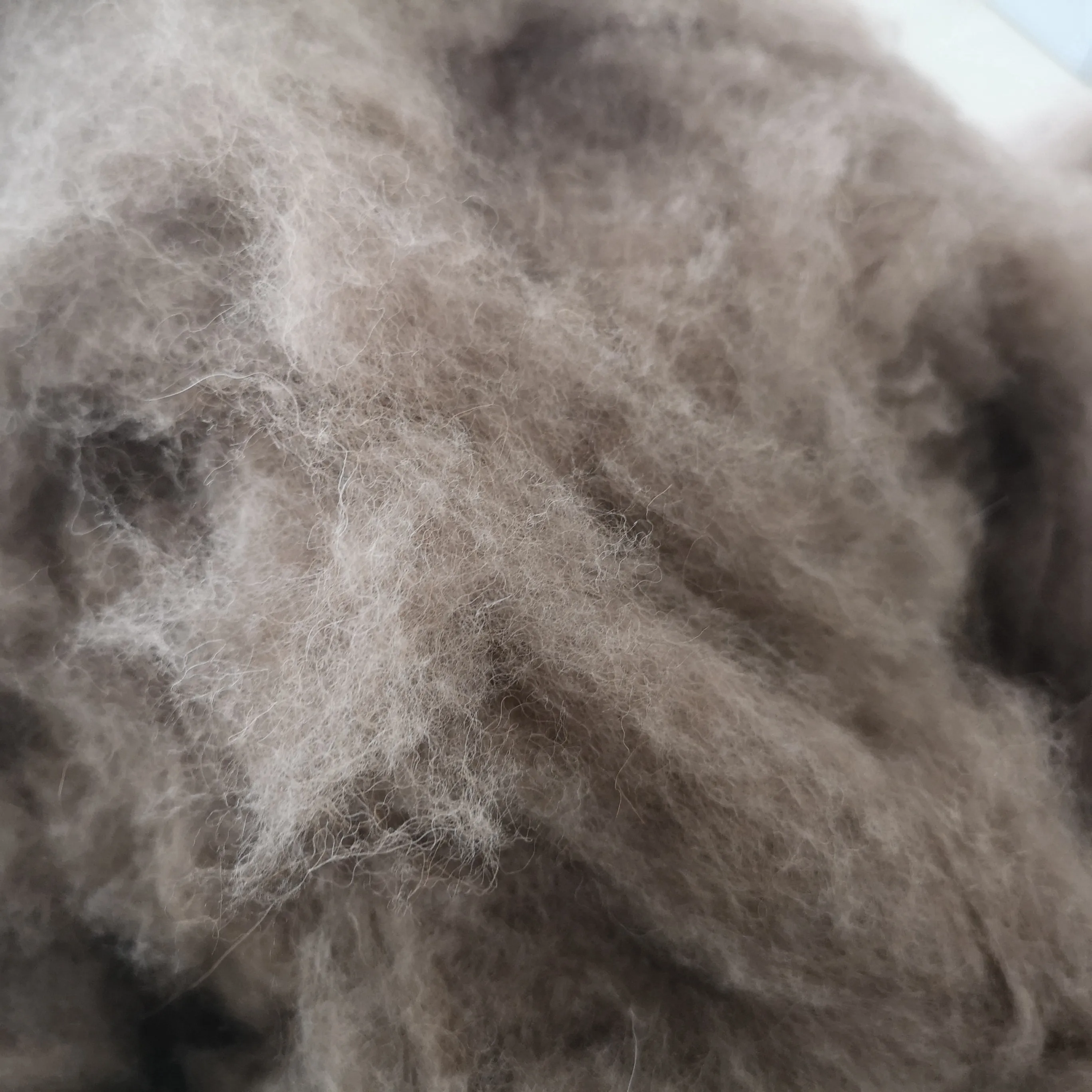 Carded and dehaired Raccoon hair Natural brown raccoon fiber Factory direct sales