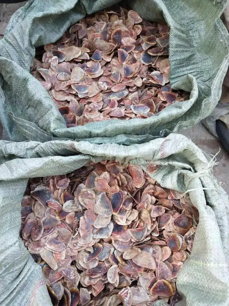 Cheap Wholesale Seashell Murex Operculum Snail Dried Shell For Saudi