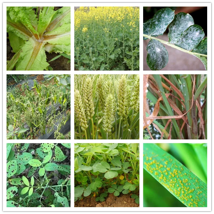 Agroculture pesticide prothioconazole 30%SC/prothioconazole technical