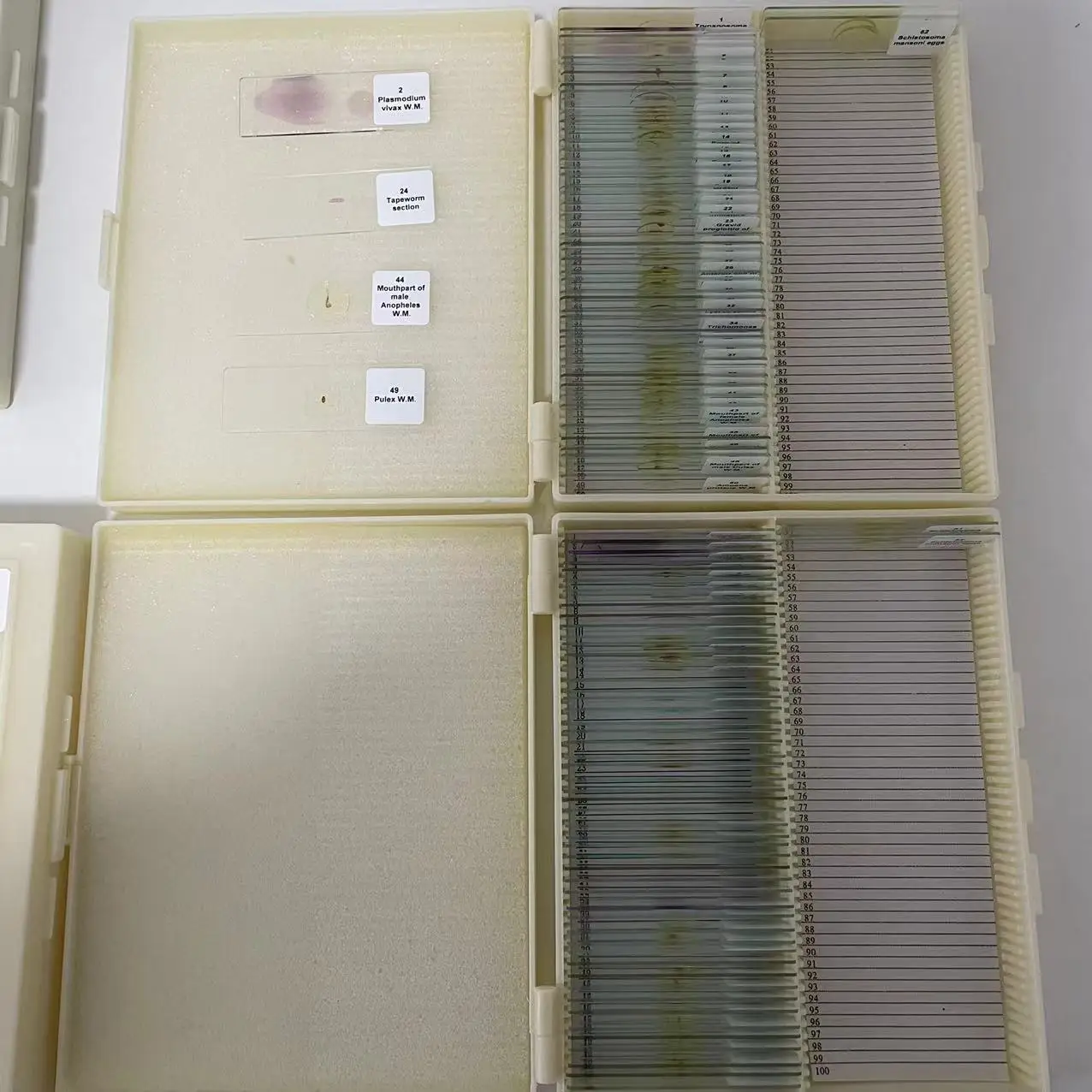 RTS 30,50,100 pieces, pathology, parasite, biology slides for medical teaching