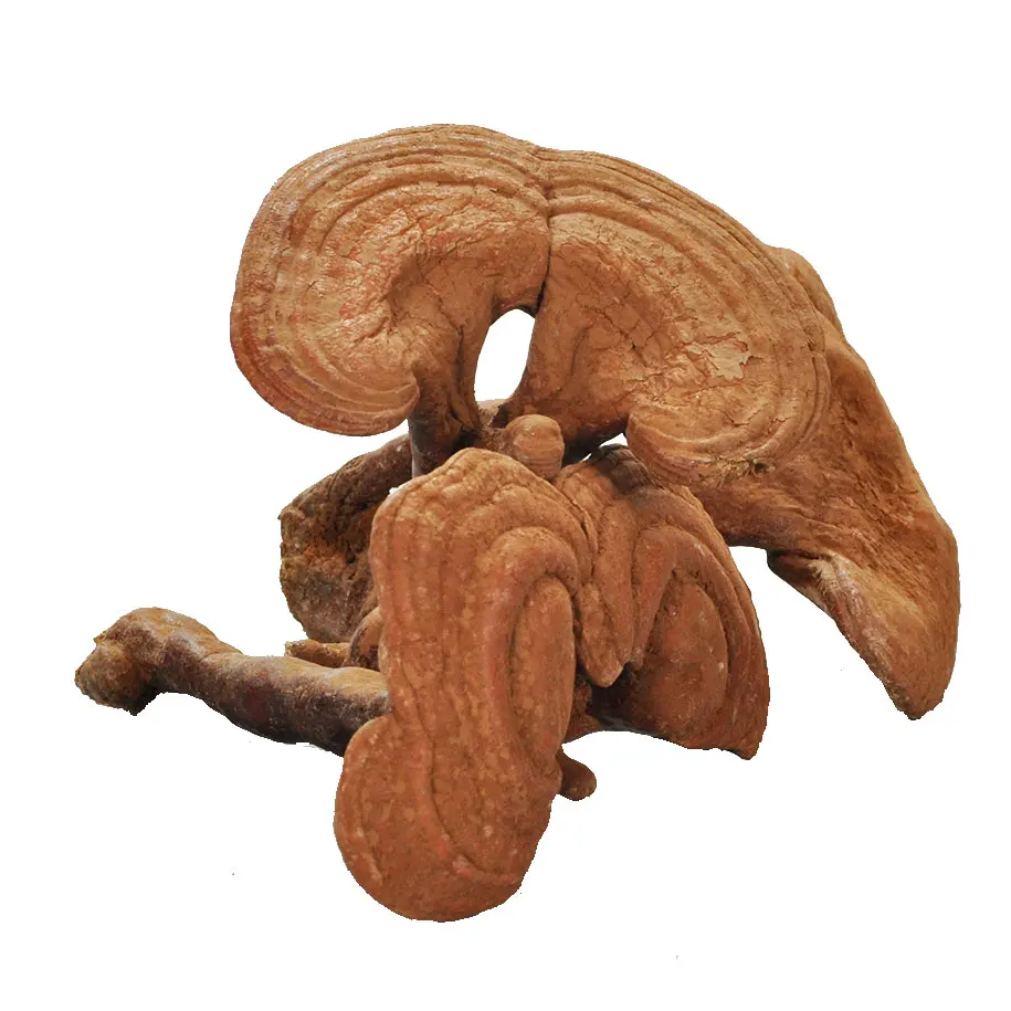 
Dried whole wild Ganoderma Lucidum Sinensis fruiting body Lingzhi Red Reishi Mushroom 