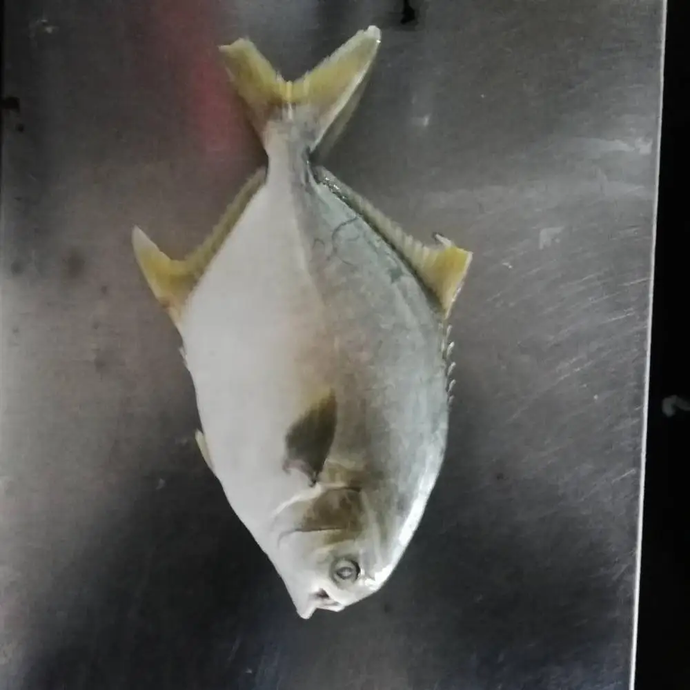 
seafood frozen gold pompano pomfret fish 