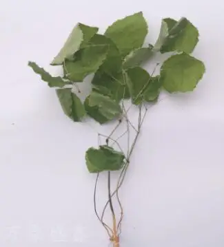 Top Grade Epimedium Extract Icariin 10% 20% 98%