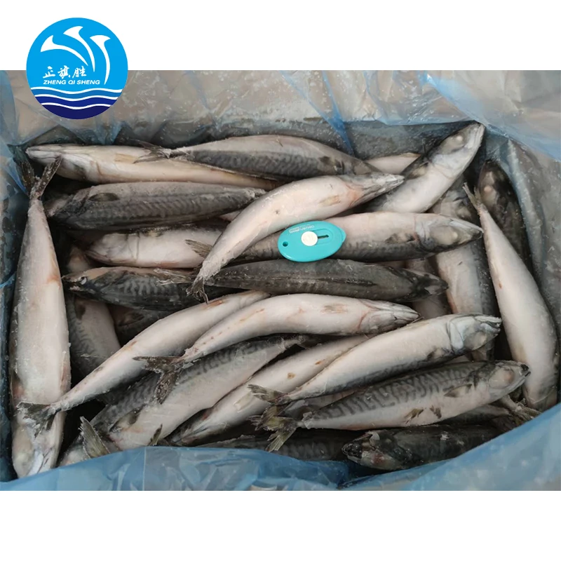 Frozen Fish Mackrel