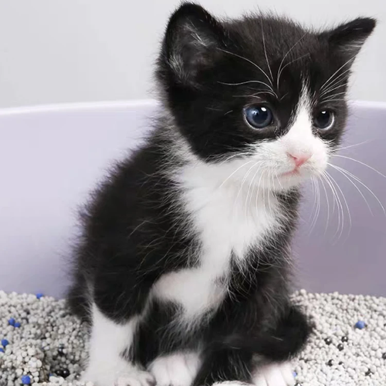Cat Silica Gel Crystal Cat Litter   Sand