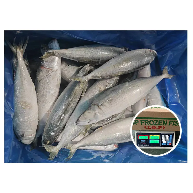 IQF Frozen Pacific Mackerel Fish 18-20 Frozen Mackerel for Thailand