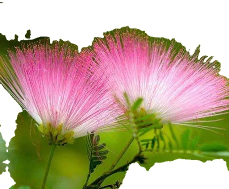 
Beautiful flowers silktree pink silk tree seeds for planting 