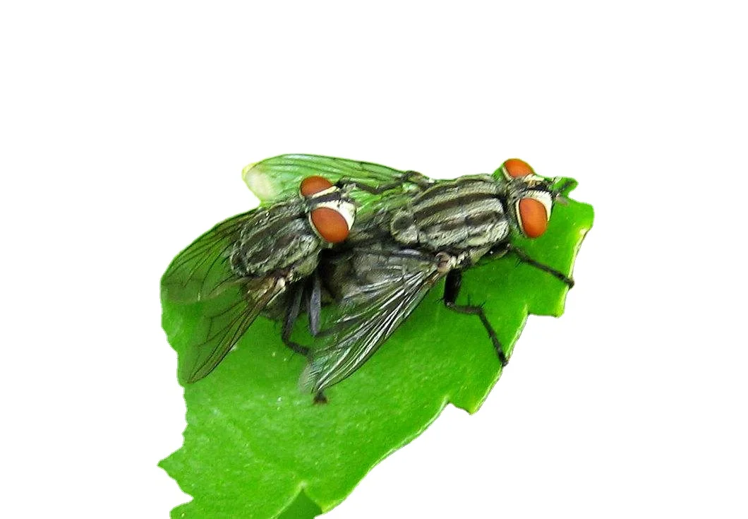 Indoor and outdoor mosquito flea fly killing insecticide 10% Beta -cypermethrin SC