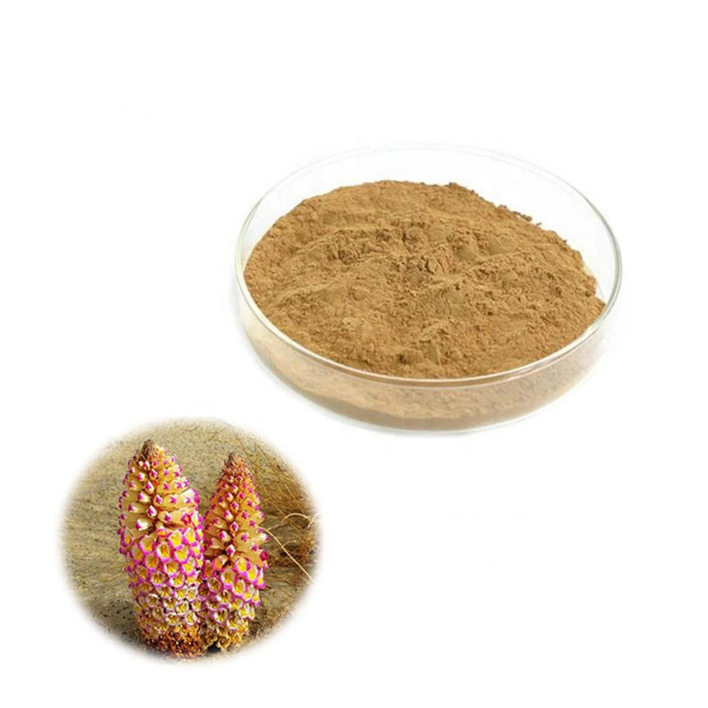 Premium Cistanche Tubulosa Extract Desertliving Herb Supplement  Cistanche Deserticola Extract