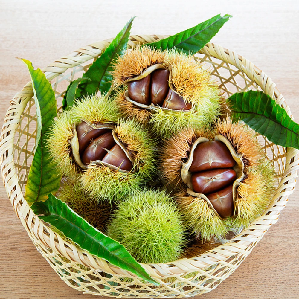 Лучший китайский новый урожай свежих органических каштановых