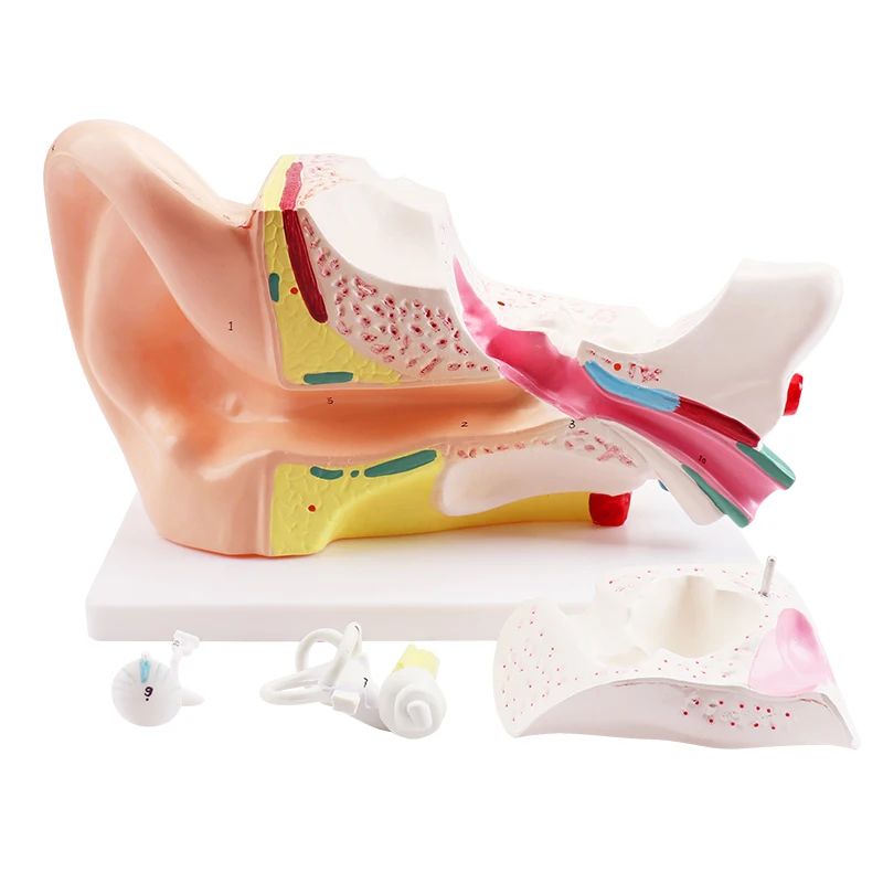 Anatomy Model Educational Anatomy Models For Medical Students Ear Anatomy Model