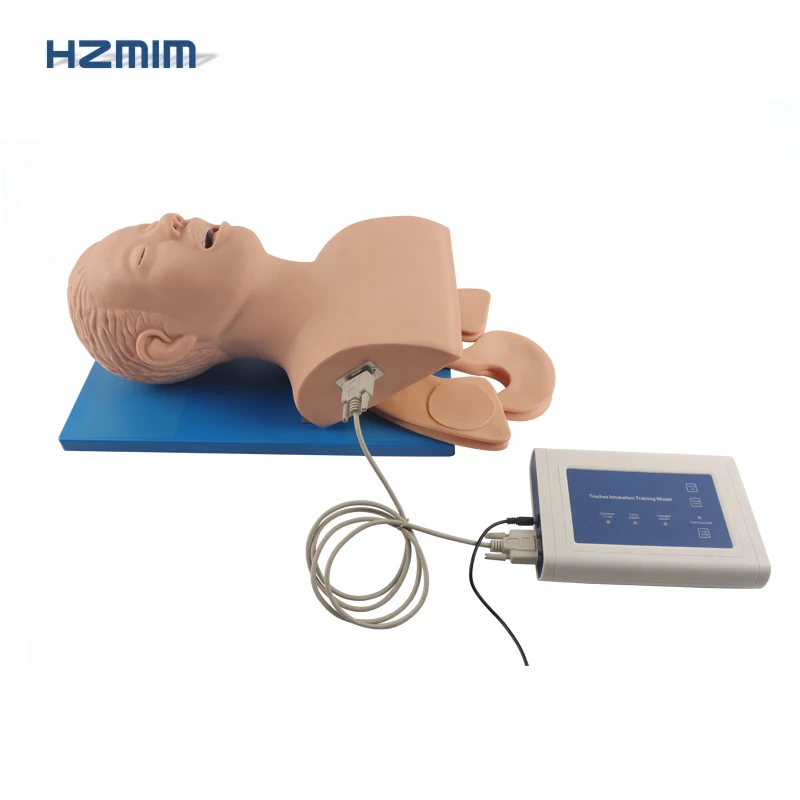 Adult Airway Trachea Intubation Model Adult Airway Intubation Manikin Endotracheal Intubation Training Model