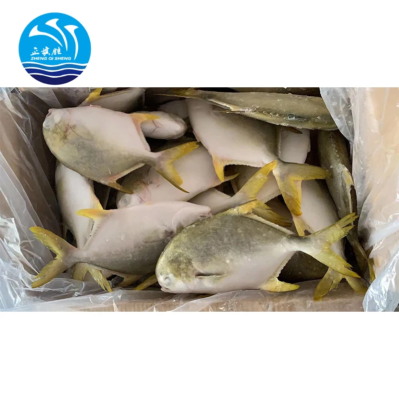 quality frozen seafood pomfret fish golden pomfret exporter big size iqf frozen silver pomfrets
