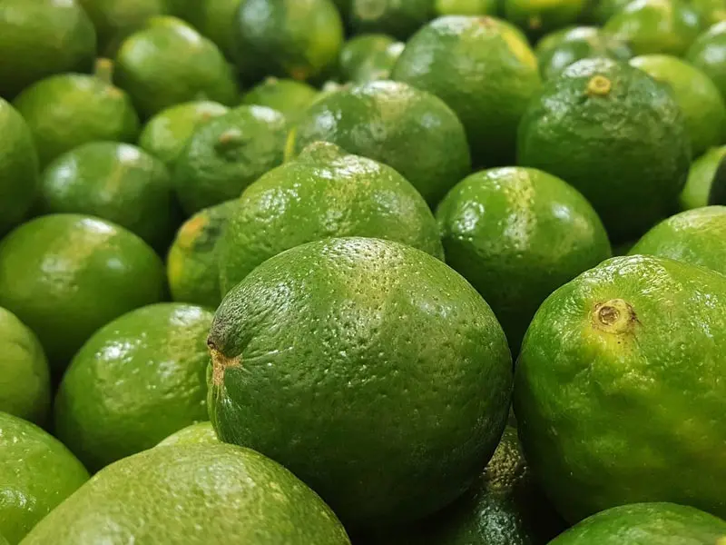 
High Quality Fresh Green Lemon Fresh Green LEMON - LIME - Citrus seed seedless 