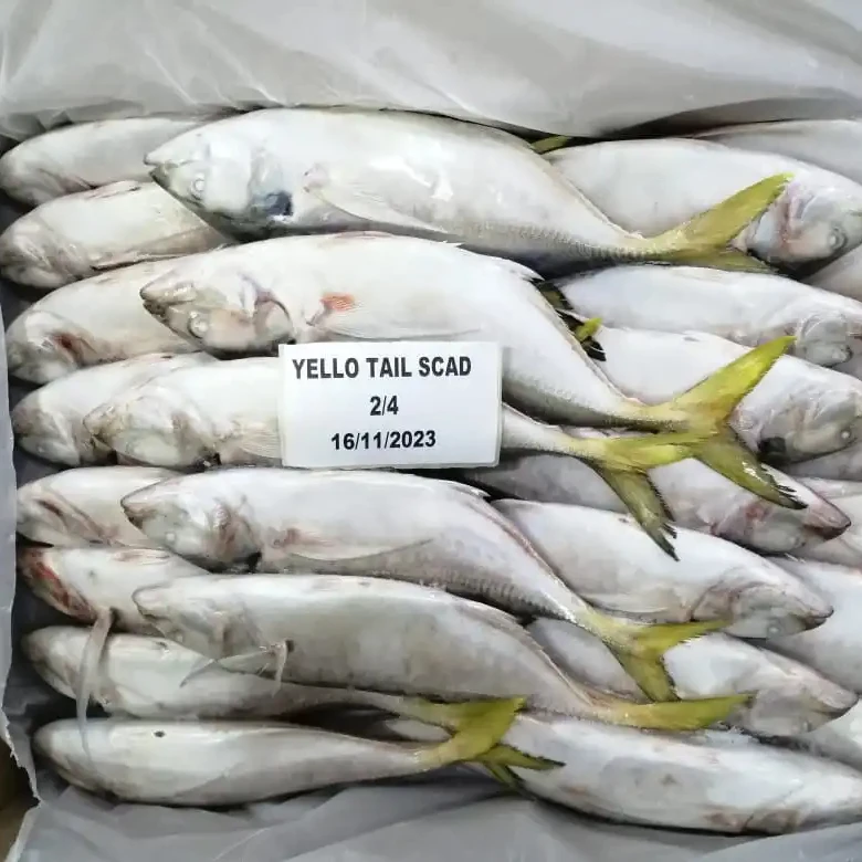 FROZEN YELLOW TAIL SCAD WHOLE ROUND 24 MONTHS SHELF LIFE  READY STOCK ITEM  OMAN ORIGIN FOR SALE