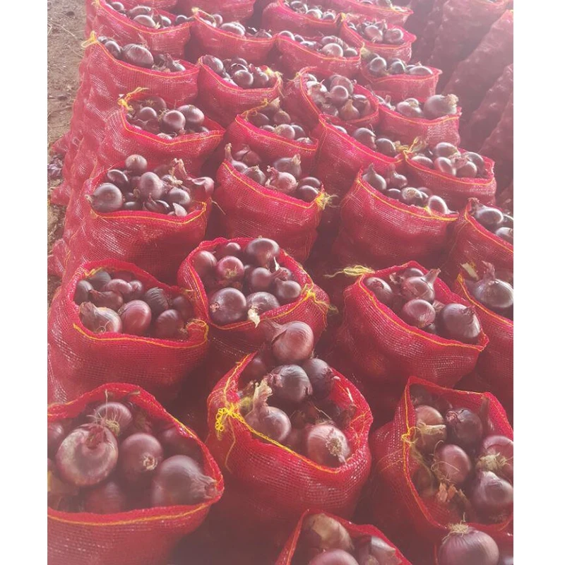 vegetable fresh onion.jpg