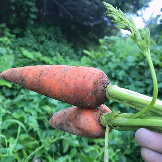2021 Chinese Fresh Carrot 4.5 kg Carton Packing For Dubai Market Size S M L Wholesale Low Price Fresh Carot