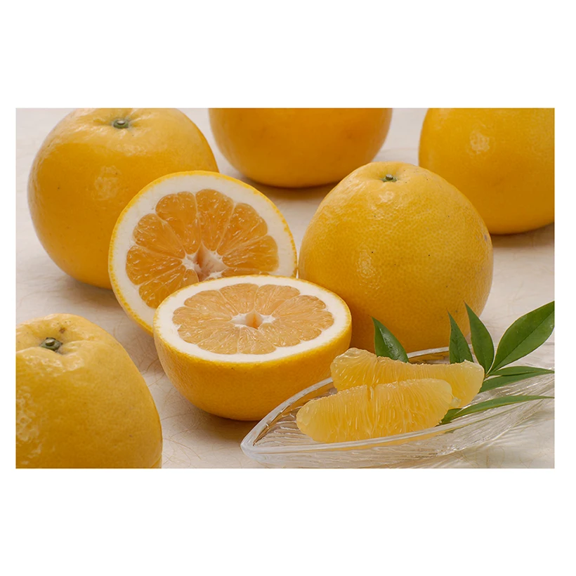 Japanese wholesale teeting fruit price with good quality