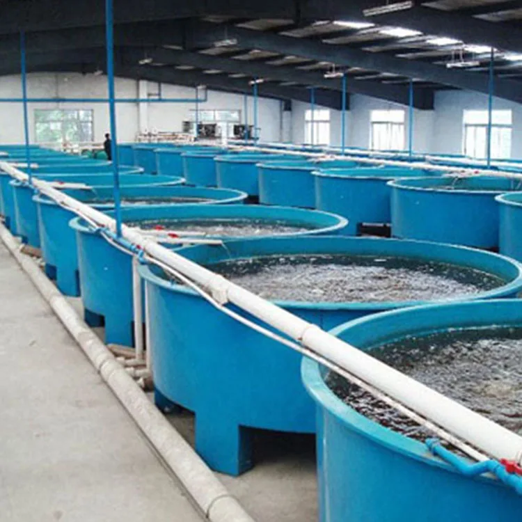 ras fish farming equipment indoor shrimp farming equipment recirculating aquaculture system fish farm