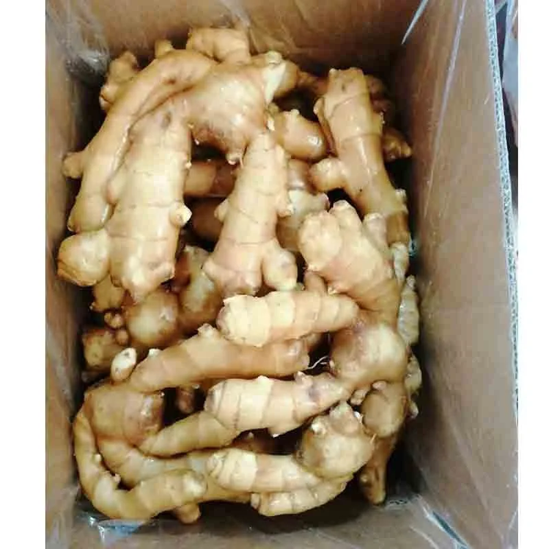 Optimum top quality fresh ginger /air dry ginger hot sales factory price supplier price