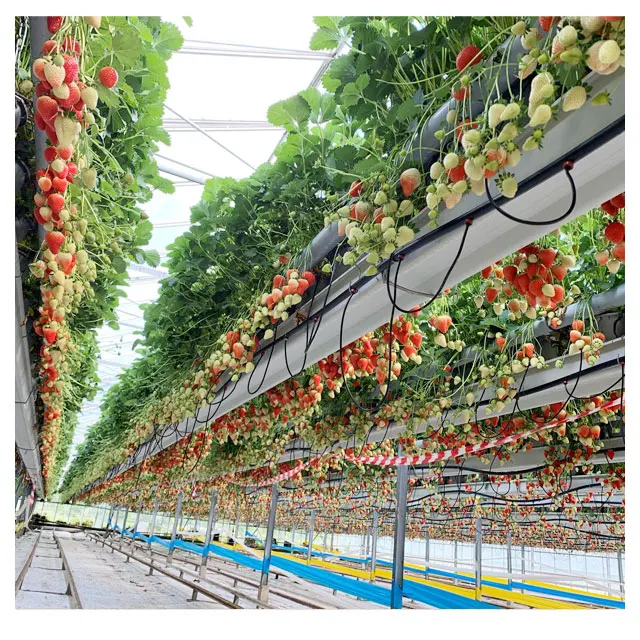
low cost agricultural plants tunnel strawberries hydroponic growing systems strawberry greenhouse 