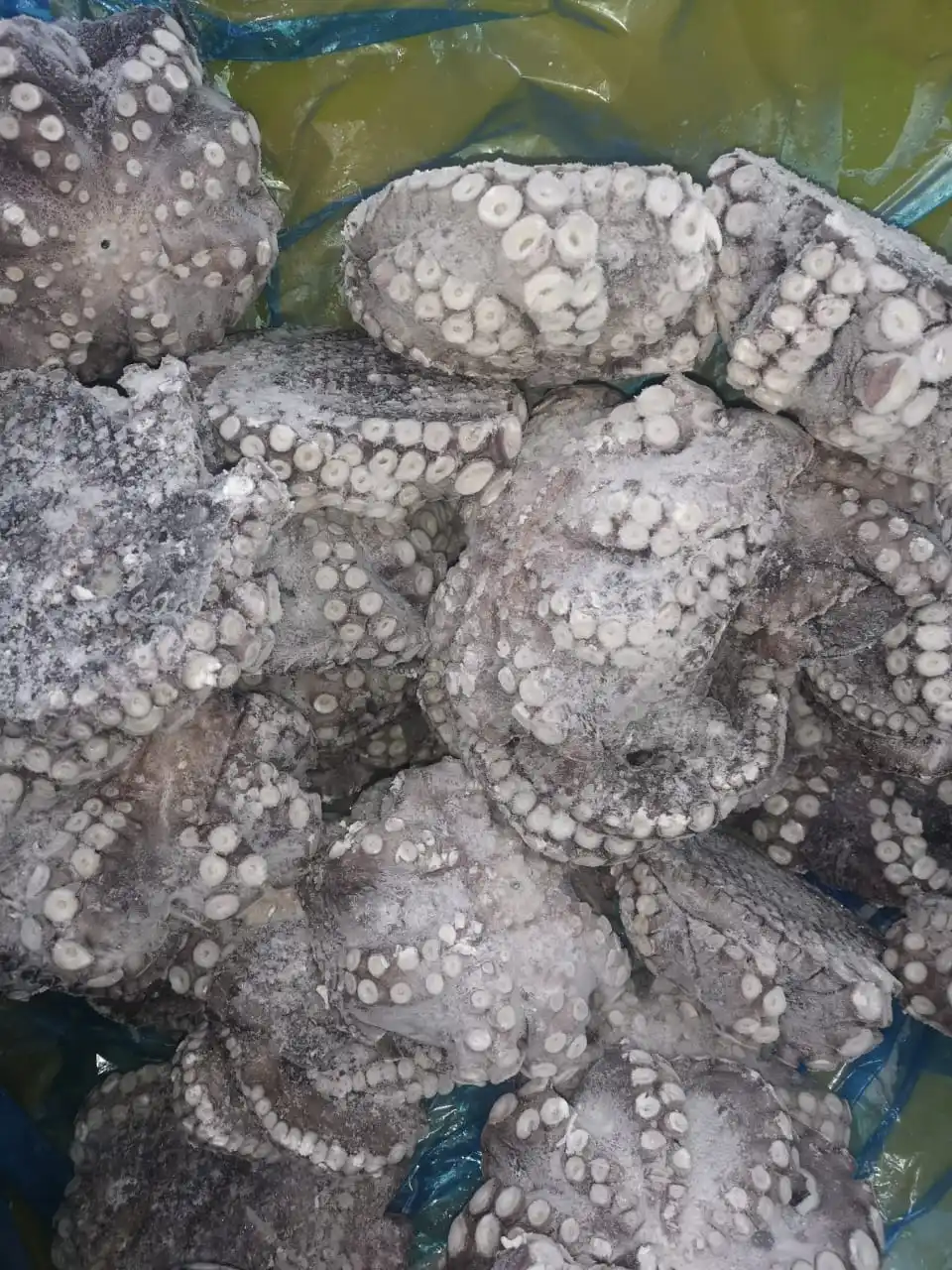 Good Price High Quality Frozen Giant Octopus Peru Octopus Big Octopus