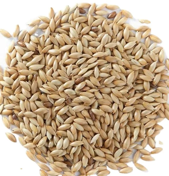 Birds Food Canary Seed Wholesale / Canary Bird Seeds for Sale Buy Bulk / Processed Natural Birds Food AA Grade