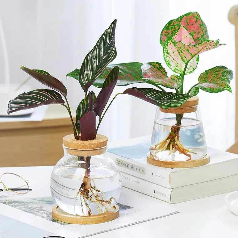 High-quality borosilicate glass Flower jars with perforated cork  for Hydroponic Plants