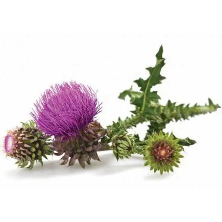 Natural Plant Extract powder Milk Thistle Extract 80% silymarin seed