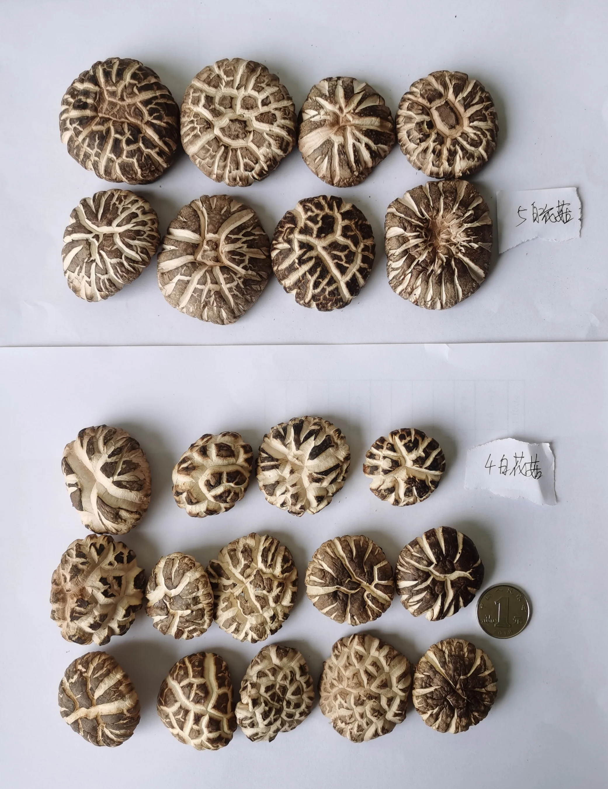 Органический гриб, зеленый гриб шиитаке, сушеный гриб шиитаке, белый итальянский гриб, золотой, дикий