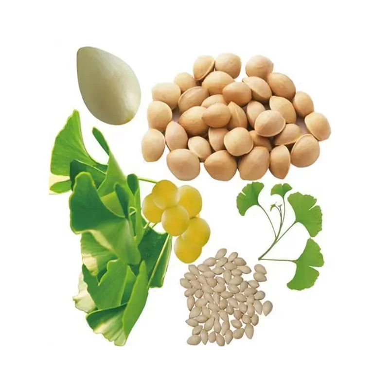 Wholesale   Best Grade Quality High Quality GINKGO NUTS Available For Sale