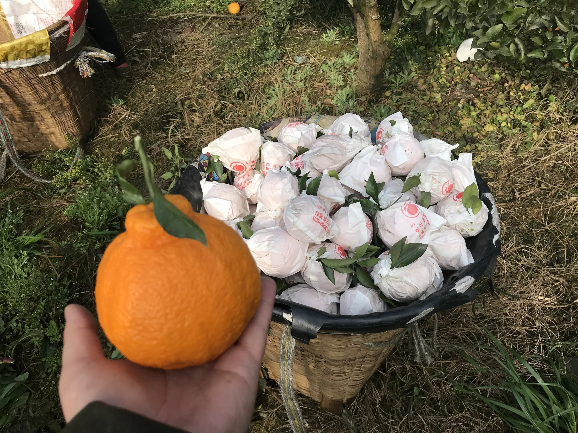 Wholesale Delicious Sweet Fresh Citrus Fruit Fresh Oranges Navel Orange For Sale