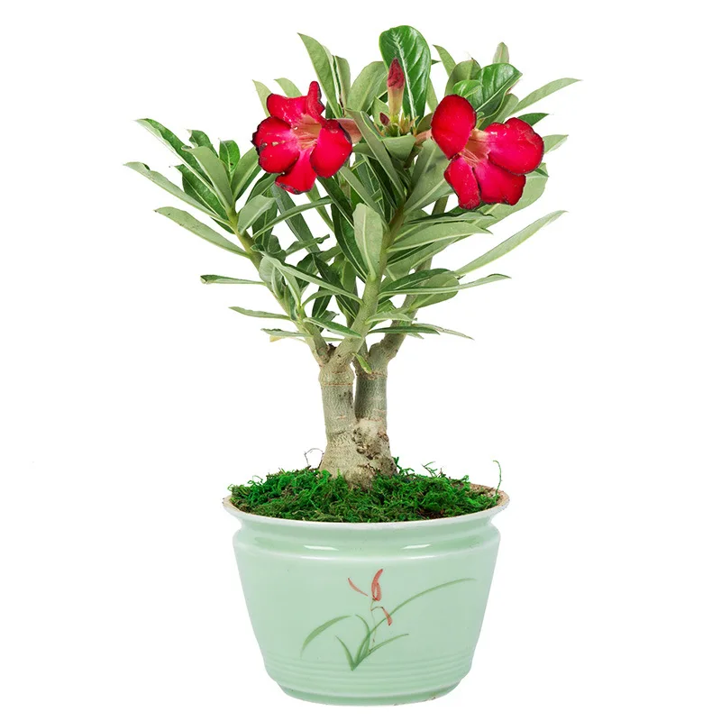 
 Привитый черный аденовый тупик  