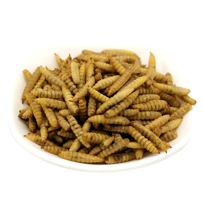 high protein Microwave dried  black soldier fly larvae for animal food feed pet food