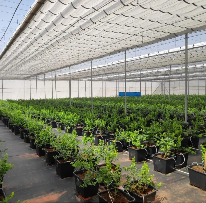 Wholesale Nursery Pots Dehuan Blueberry Pots 5 7 8 10 15 Gallon Plastic Grow Pots For Tree