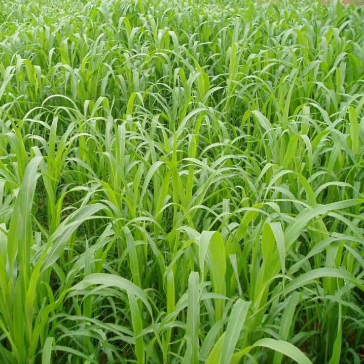 Price Of Seed Sorghum Sudan Grass For Goat Feeding