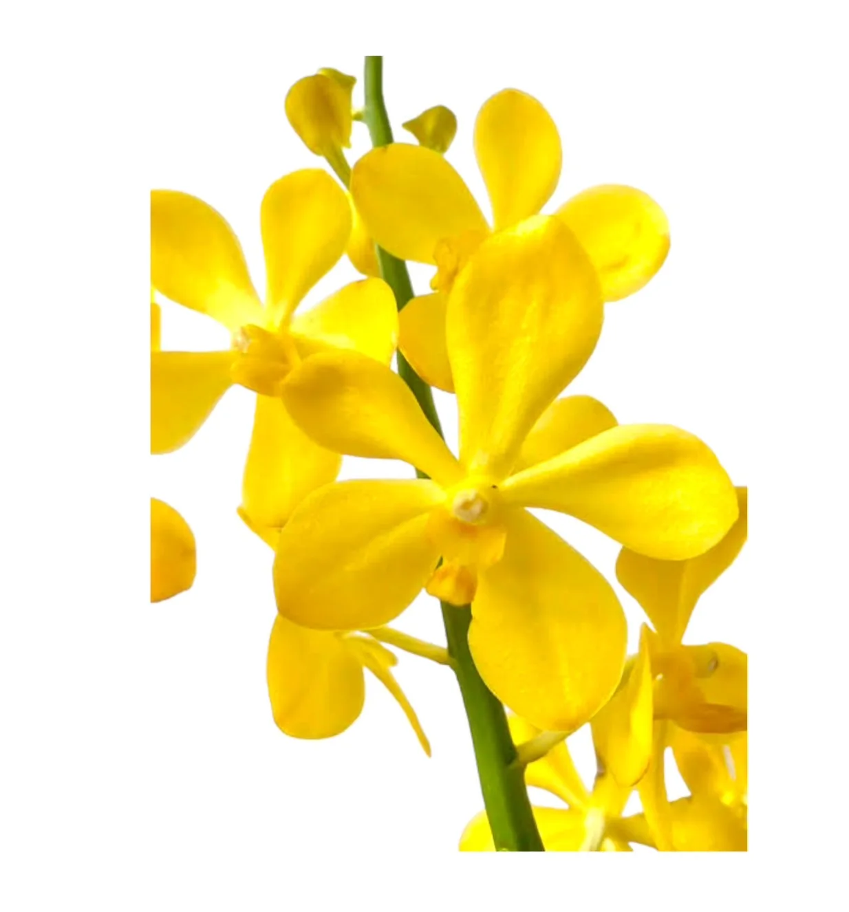 Yellow Mokara Fresh Cut Orchid Flower Orchids Flowers Are Fragrant For Export And Sold Within The Country From Orchid Farmers