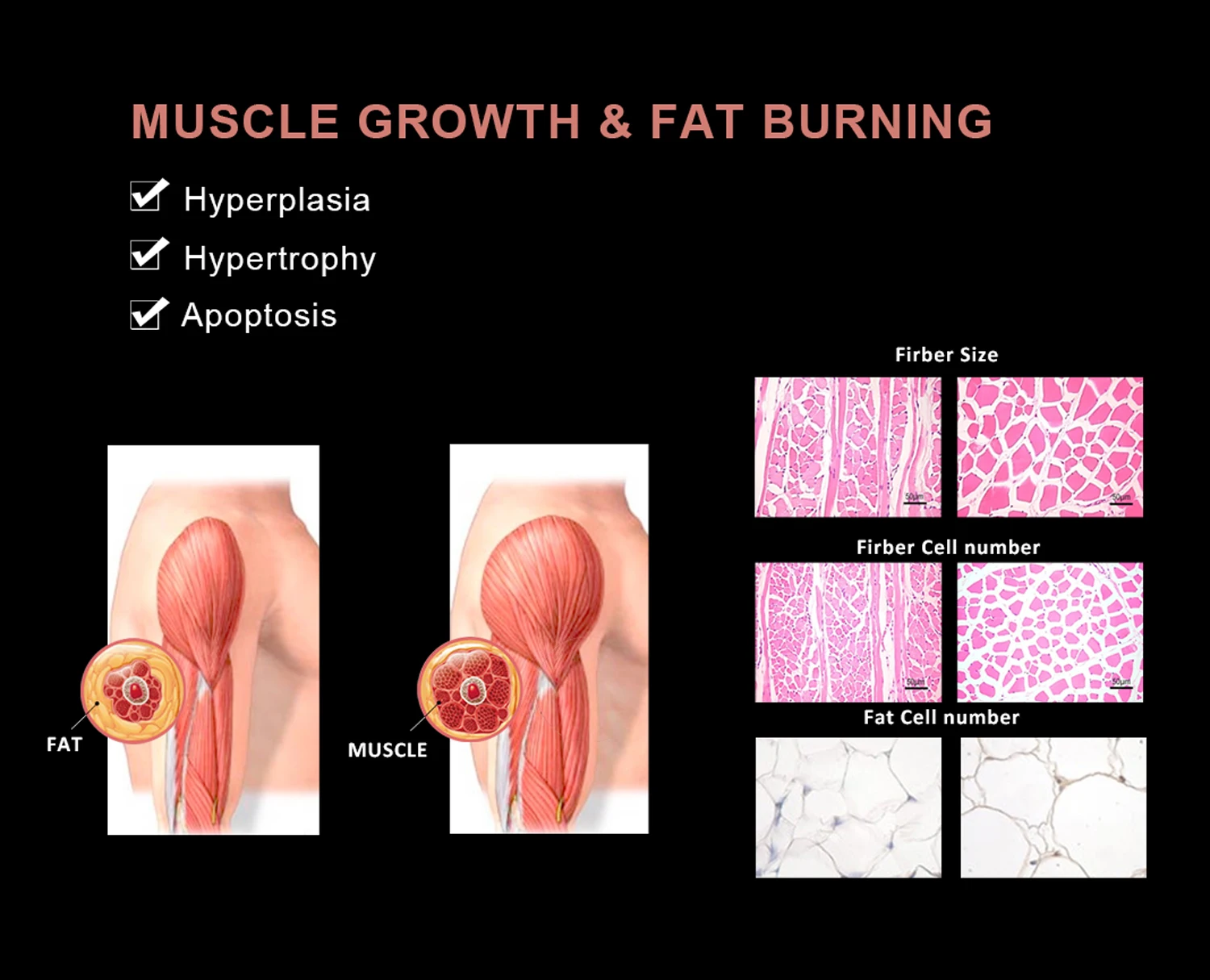 fat burning muscle buidling