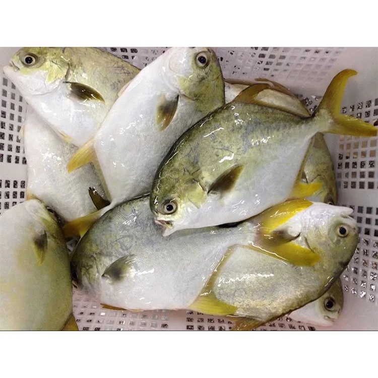 China supplier high quality frozen farming golden pompano fish  halal golden pompano wholesale price 200-300 300-500,600-800