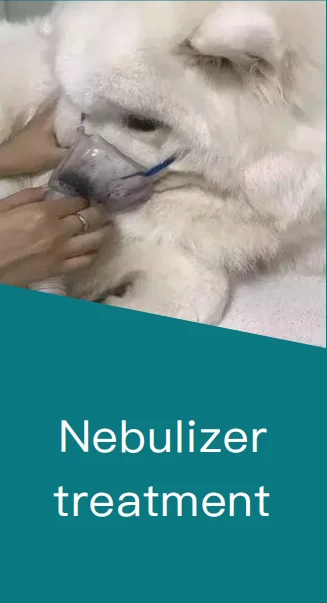 MICiTECH hot selling stabke performance animal pet veterinary  importer portable oxygen generator oxygen concentrator 10 lpm