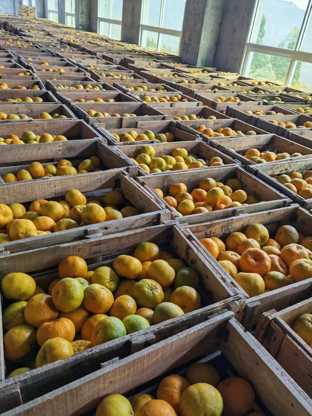 Fresh Ponkan Mandarin Orange