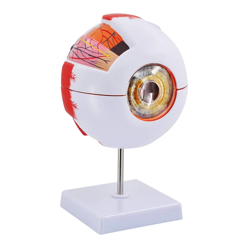 Medical Plastic Simulation 6X Enlarged Human Eye Anatomy Model For Science Display Teaching