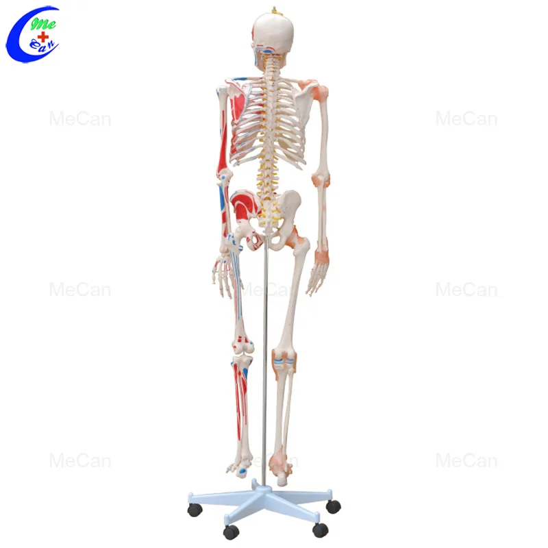 Medical Training Model Educational Anatomical 85Cm 180Cm Human Life Size Plastic Skeleton Model